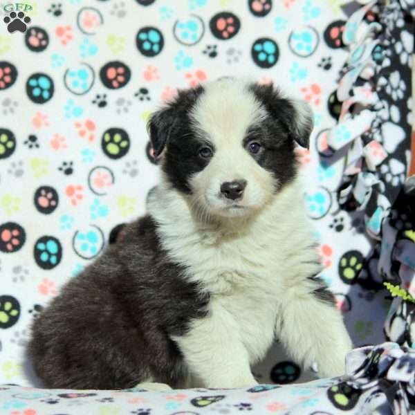 Ozzy, Australian Shepherd Puppy