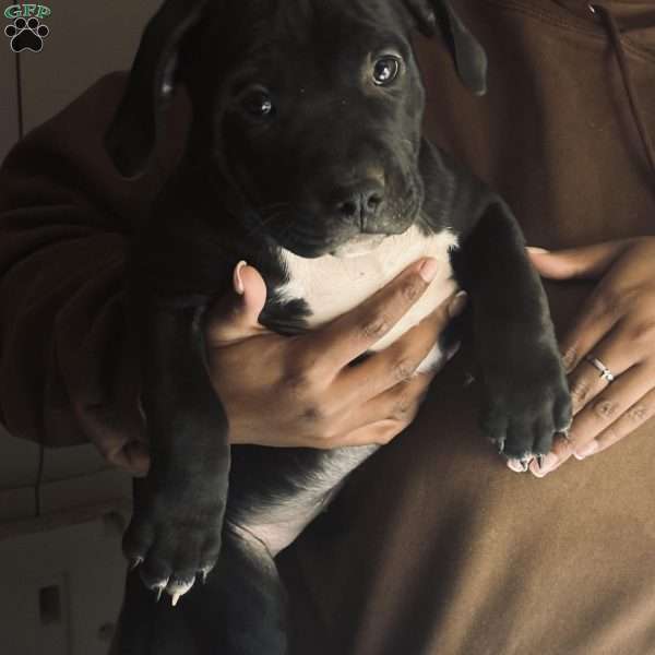 Purple, American Bully Puppy