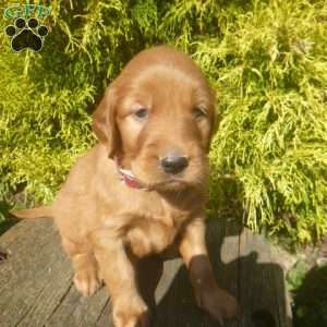 Skipper, Golden Irish Puppy