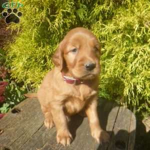 Skipper, Golden Irish Puppy