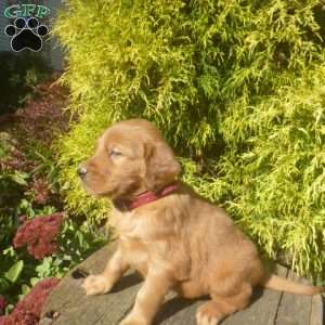 Skipper, Golden Irish Puppy