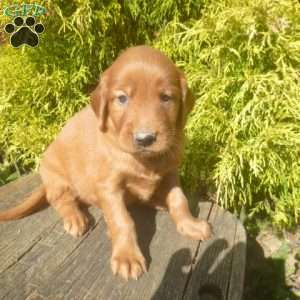 Storm, Golden Irish Puppy