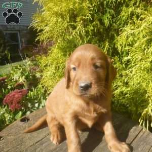 Storm, Golden Irish Puppy