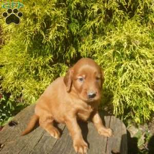 Storm, Golden Irish Puppy