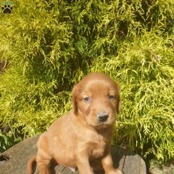 Sylvester, Golden Irish Puppy