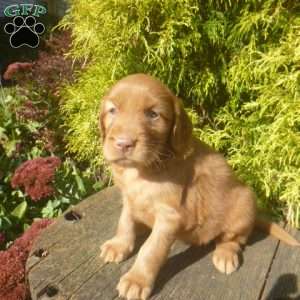 Stella, Golden Irish Puppy