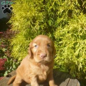 Stella, Golden Irish Puppy