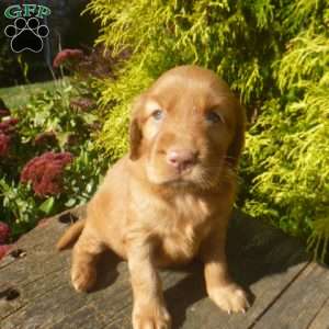 Stella, Golden Irish Puppy