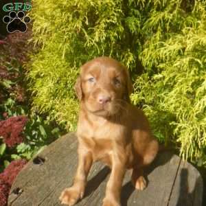 Starr, Golden Irish Puppy