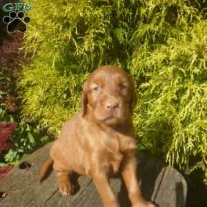 Starr, Golden Irish Puppy