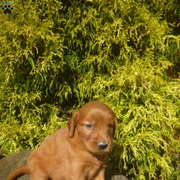 Shantel, Golden Irish Puppy