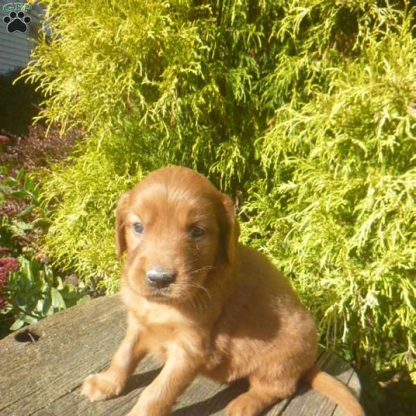 Sharri, Golden Irish Puppy