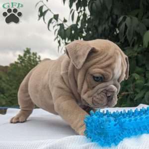 Theo, English Bulldog Puppy