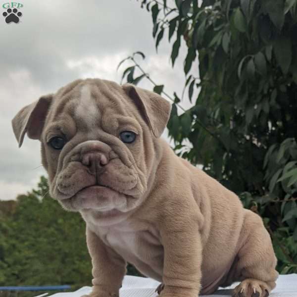 Theo, English Bulldog Puppy