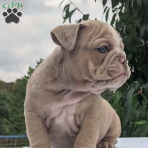 Theo, English Bulldog Puppy