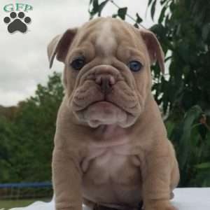 Theo, English Bulldog Puppy