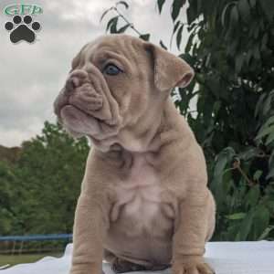 Theo, English Bulldog Puppy