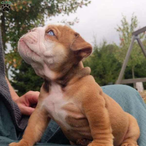 Zeus, English Bulldog Puppy