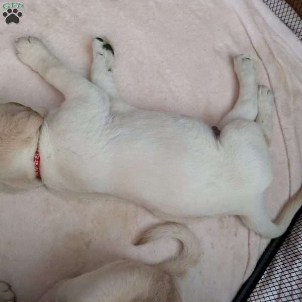 Bruno, Yellow Labrador Retriever Puppy