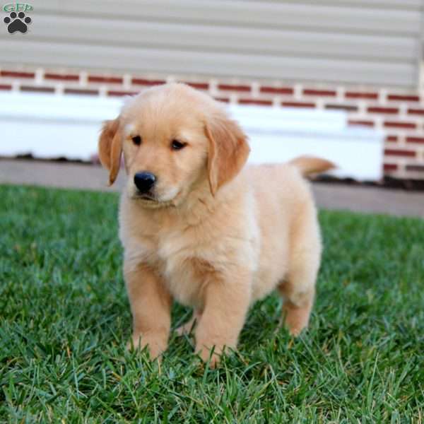 Pablo, Golden Retriever Puppy