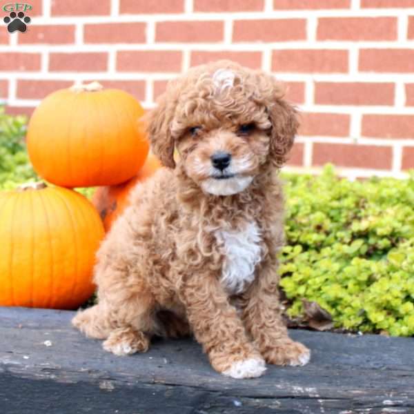 Pacco, Cavapoo Puppy