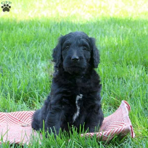 Paige, Goldendoodle Puppy