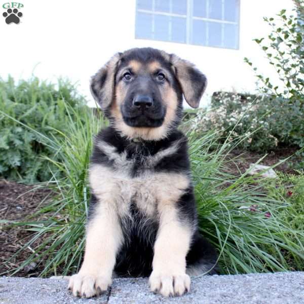 Paige, German Shepherd Puppy