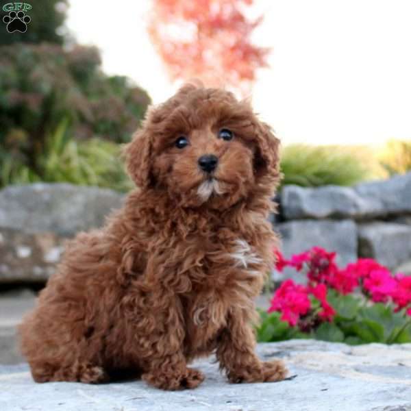 Paige, Toy Poodle Puppy