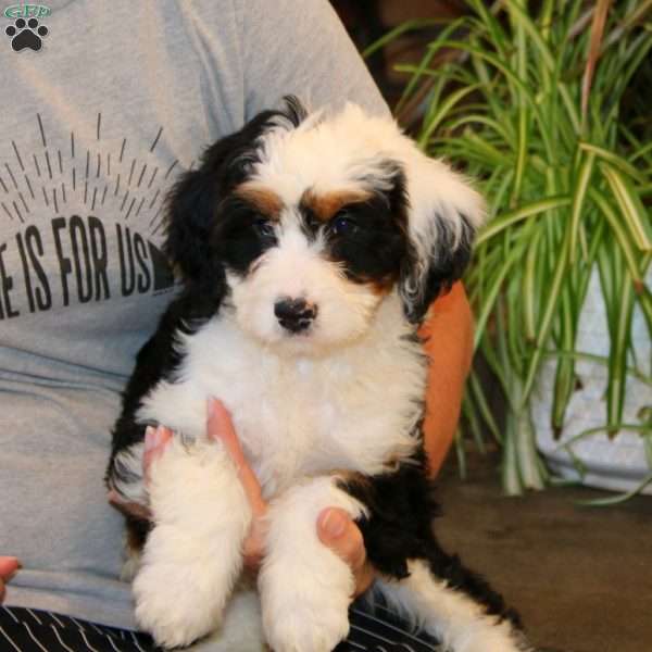 Paige, Mini Bernedoodle Puppy