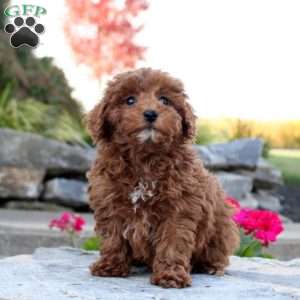 Paige, Toy Poodle Puppy