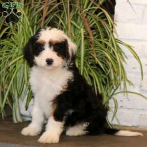 Paige, Mini Bernedoodle Puppy