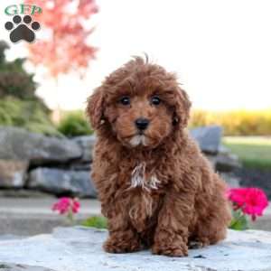 Paige, Toy Poodle Puppy