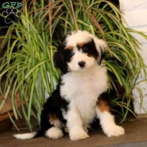 Paige, Mini Bernedoodle Puppy