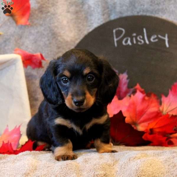 Paisley, Dachshund Puppy