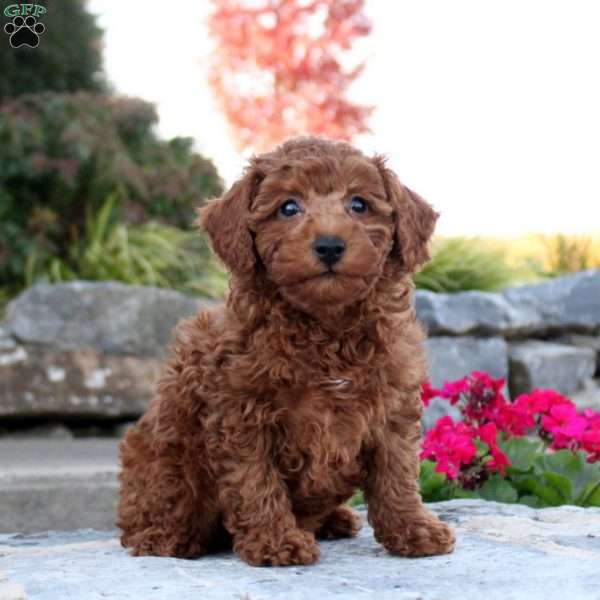 Palmer, Toy Poodle Puppy