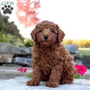 Palmer, Toy Poodle Puppy