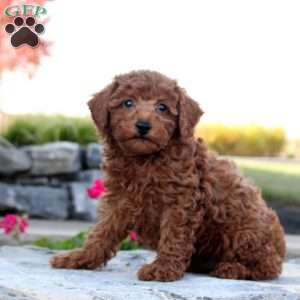 Palmer, Toy Poodle Puppy