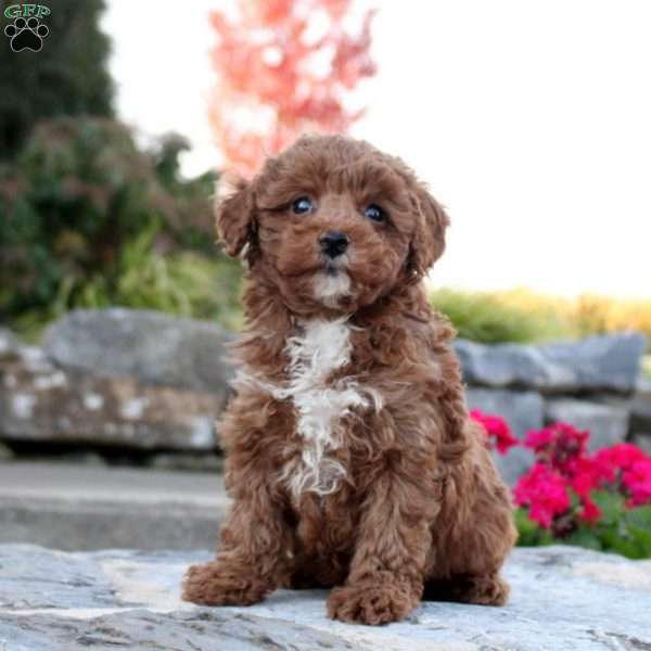 Paloma, Toy Poodle Puppy