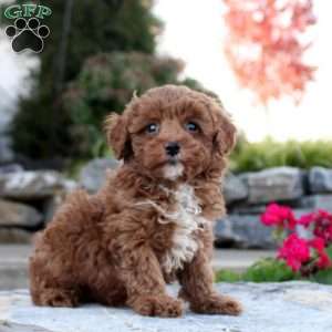 Paloma, Toy Poodle Puppy