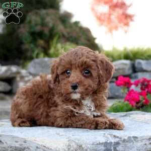 Paloma, Toy Poodle Puppy