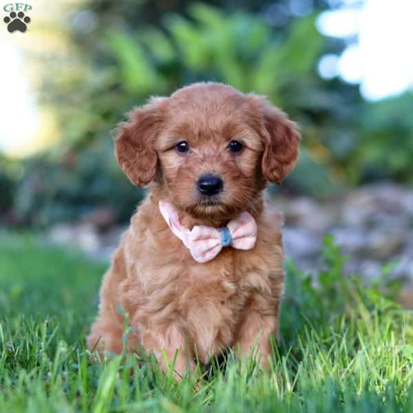 Pandora, Mini Goldendoodle Puppy