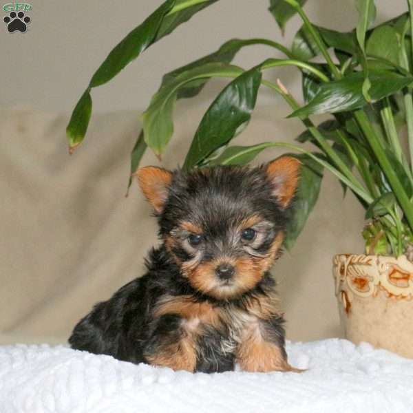 Pansey, Yorkie Puppy