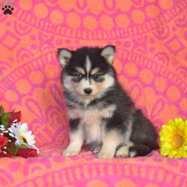 Pansy, Pomsky Puppy