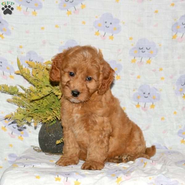 Pansy, Mini Goldendoodle Puppy