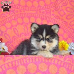 Pansy, Pomsky Puppy