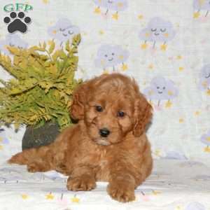 Pansy, Mini Goldendoodle Puppy