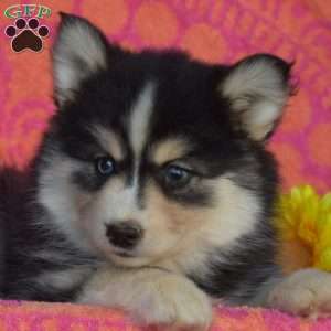 Pansy, Pomsky Puppy