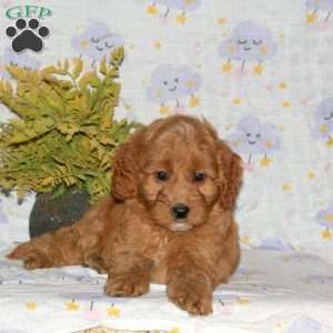 Pansy, Mini Goldendoodle Puppy