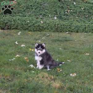 Pansy, Pomsky Puppy