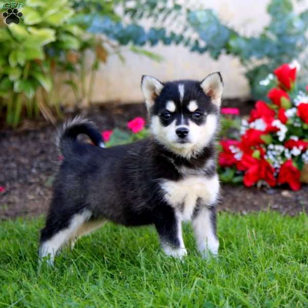 Pansy, Pomsky Puppy